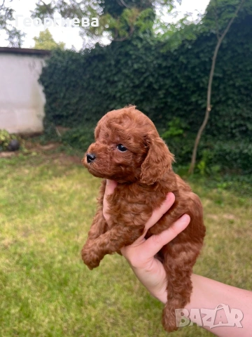Пудел той/poodle toy, снимка 4 - Пудели - 55125071