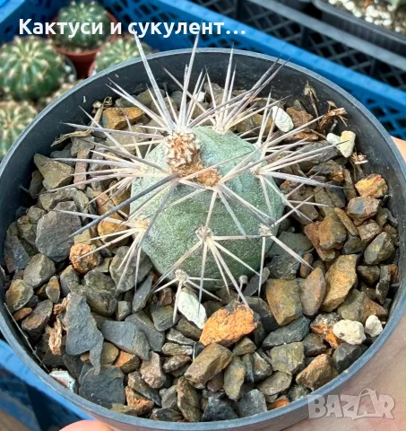 Кактус Tephrocactus alexanderi, снимка 2 - Градински цветя и растения - 55582256