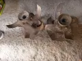 Старо обурудване за селскостопанска машина, снимка 2