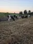Продавам телета за доугояване , снимка 1