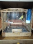 продавам канар., снимка 4