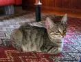 Супер котета британчета!!!, снимка 9