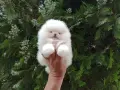 Бели мини Померани. Реални снимки !!! , снимка 2