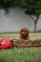 Той пудел Toy poodle, снимка 4
