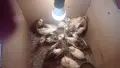 паунчета арлекини, снимка 2