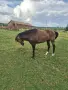 Продавам кон кобила , снимка 4