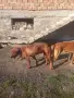 Жълтоалесто гонче , снимка 6