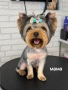 Мини Йоркита мъжки и женски, снимка 7