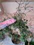 Жасмин(Ароматен-розов), снимка 4