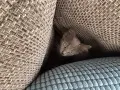 Коте - 2 месеца, снимка 5