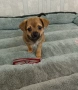 Чихуахуа момче на 2 мес., снимка 1