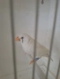Амадинки джъмбо , снимка 4