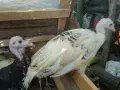 Продавам пуйки  на 6м., снимка 3