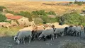 Продавам стадо от 240 овце - млади, здрави и добре гледани, снимка 13