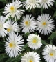 🩷🌿🌸 Делосперма/Delosperma, снимка 1