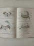 Немски атласи по анатомия 1939-1940 год., снимка 8
