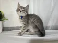 Клепоухи шотландски котета , снимка 4