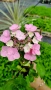 Хортензия Месалина, Hydrangea Messаlina  за сянка !, снимка 2