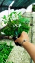 Жасмин, Trachelospermum Jasminoides, вечнозелен, студоустойчив, снимка 16