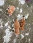 Осинови коте , снимка 5