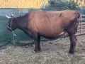 2 Крави за клане ялови , снимка 2