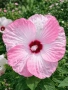 🌸🌿💜 Хибискус Луна Микс (Hibiscus moscheutos LUNA Mix), снимка 3