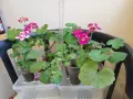 Комплект вкоренени резници Мушкато 10 бр - 11 €, снимка 1