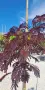 Albizia julibrissin ‘Summer Chocolate’ (Албиция „Шоколад“ / Копринено дърво „Шоколад“), снимка 1