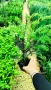 Тис, Taxus baccata, студоустойчив , снимка 5