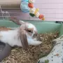 Декоративен заек , снимка 1
