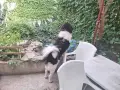 Каракачанско куче, снимка 7