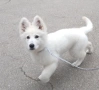 White Swiss Shepherd Puppy for sale, снимка 1