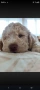Lagotto Romanolio , снимка 2