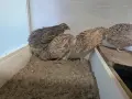 Пъдпъдъчи яйца за консумация или инкубация, снимка 12
