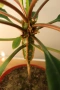 Африканска плюеща палма, Euphorbia leuconeura, 1-год. растение, снимка 3