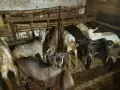Свободни ярета от 15кг до 23кг 10 броя 8 евро кг, снимка 1