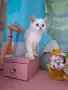 Британски и Шотландски котенца, снимка 12