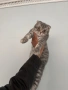 Шотландски клепоухи , снимка 2