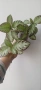Еписцея, episcia silver sheen, снимка 3