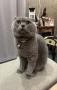 продавам сиви късокосмести котета, снимка 5