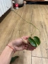 Hoya Хоя Archboldiana Variegata , снимка 3