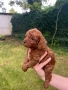 Пудел той/poodle toy, снимка 4