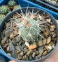Кактус Tephrocactus alexanderi, снимка 2