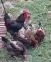 Катунски кокошки и петел , снимка 2