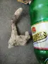 Вкаменелост от морето , снимка 4