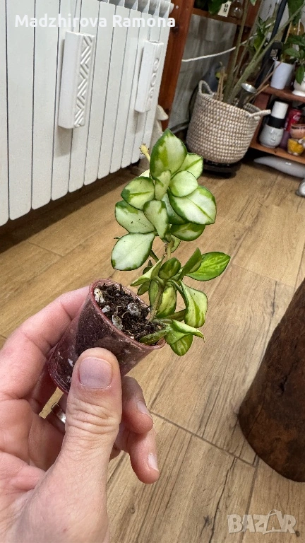  Hoya Хоя Heuskelyana variegata , снимка 1