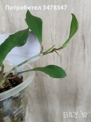 Хоя Soidaoensis, снимка 2 - Стайни растения - 54233328