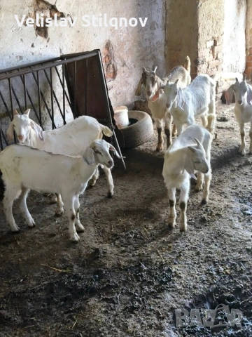 Продавам ярета 