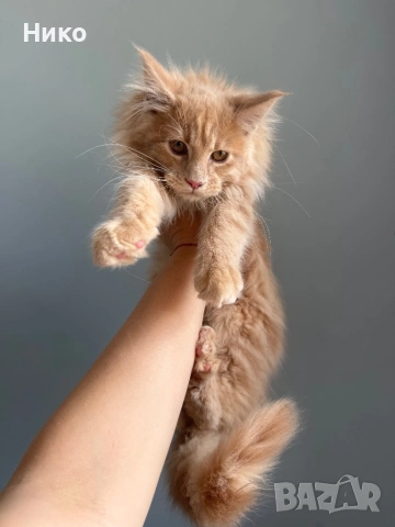 Мейн кун котенца / Мейн куун котенца / Maine coon kittens, снимка 3 - Мейн кун - 50068719