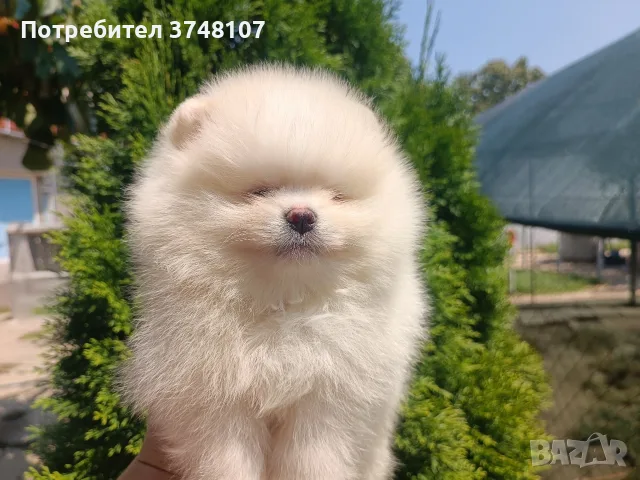 Померан/померани , снимка 14 - Померан - 55328087